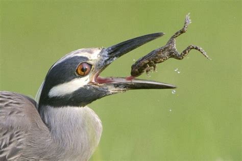 Flipping Frog On The Menu For Hungry Heron Metro News