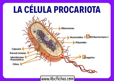 Celula Procariota Y Sus Partes Abc Fichas