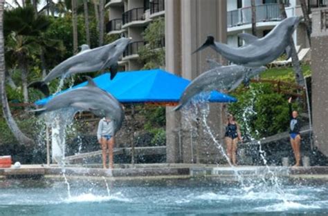 Dolphin Quest Waikoloa All You Need To Know Before You Go With