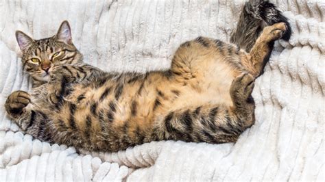 The “cat Tummy Trap” Explained Toronto Humane Society