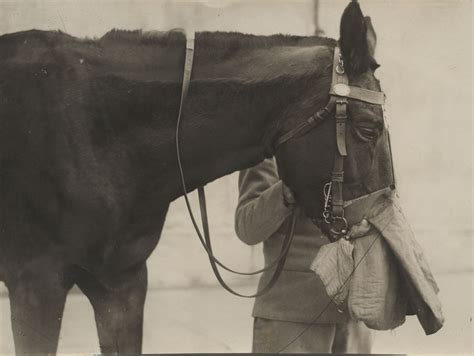 Us Army Gas Mask For Horses And Mules Courtesy Of The National Wwi