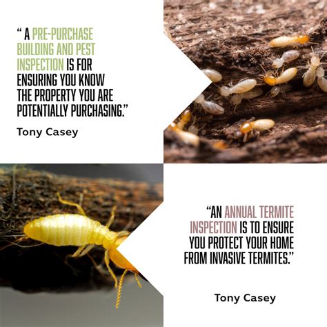 Termite Inspections Gold Coast Pest Inspections