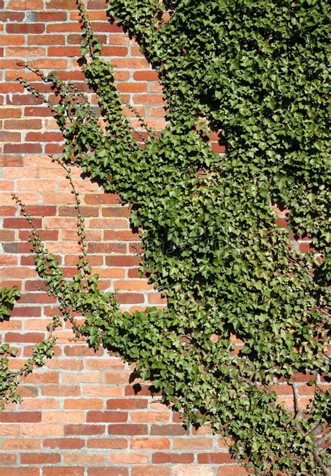 Ivy Clad Wall Red Bricked Wall With Creeping Ivy Suitable As