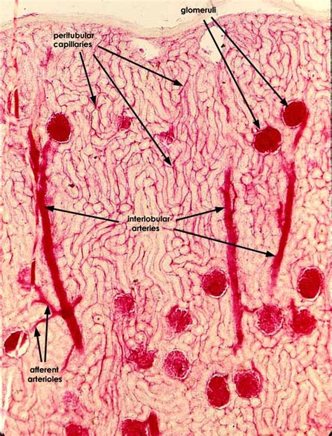 Molly smith dipcnm, mbant • reviewer: SIU SOM Histology CRR