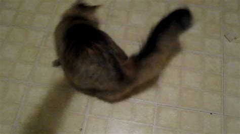 Cat Spinning In Circles Youtube