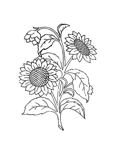 Printable Sunflower Coloring Page