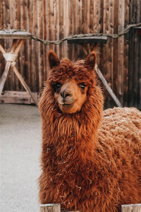 Brown Llama · Free Stock Photo