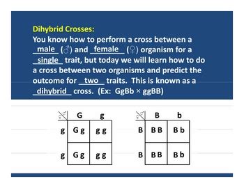 Includes worked examples of dihybrid crosses. Punnett Squares: Dihybrid Crosses PowerPoint Lesson Plan by Haney Science