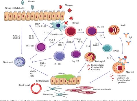 Figure 1 From Cellular Mechanisms Underlying Eosinophilic And