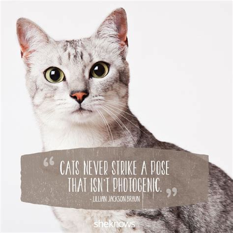 50 Cute Quotes About Cats For Your Instagram Captions