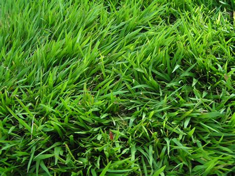 Mengenal Jenis Rumput Untuk Taman Rumah Rumah Dan Gaya Hidup