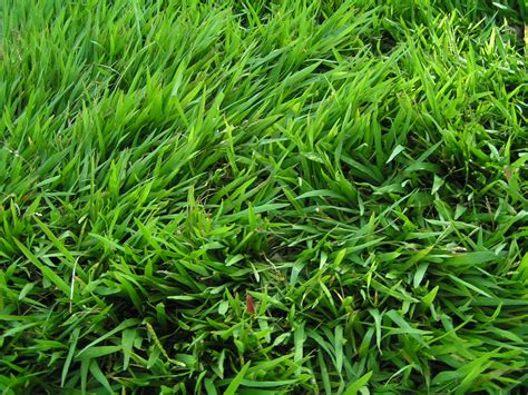 Punya lahan kosong di depan rumah? Mengenal Jenis Rumput Untuk Taman Rumah | Rumah dan Gaya ...