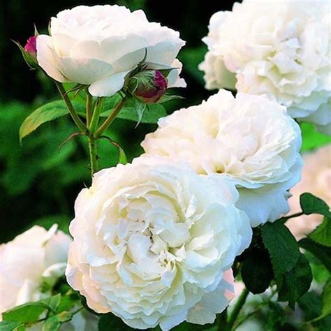 10 Most Beautiful White Rose Varieties Youd Have Ever Seen David
