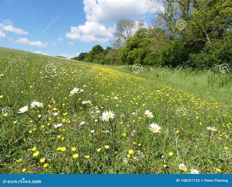 Beautiful Ox Eye Daisies In Meadow In The Chiltern Hills Stock Image Image Of Grassland Color