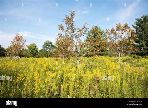 Yellow Wildflowers Growing In Natural Prairie At Mcdowell Grove Forest