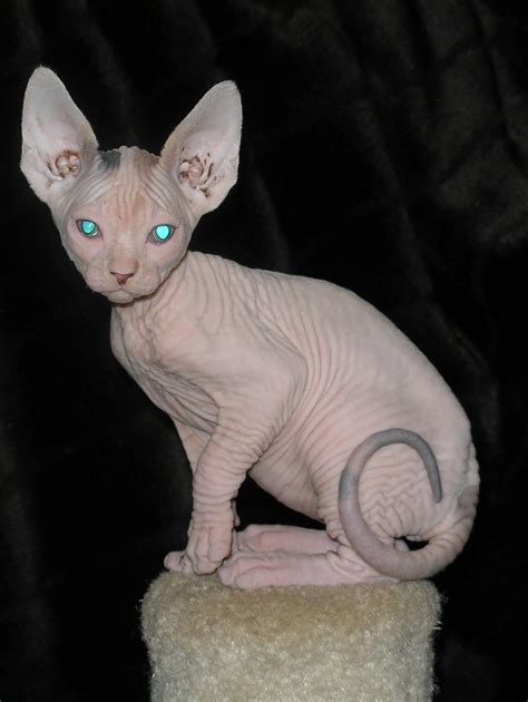 Cute Sphynx Kittens Photos | Fluffy cat breeds, Cat breeds with