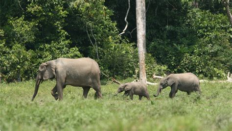 Animal Friendships Change With The Weather In African Savanna Science