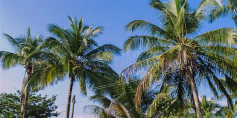 Coconut Palm Trees Perspective View Stock Image Image Of Asia Blue