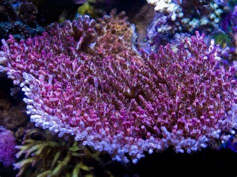 Brahm Goodis MammothReefer 67 US Gallon Rimless Reef Aquarium
