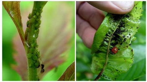 The 10 Worst Vegetable Garden Bugs And How To Stop Them