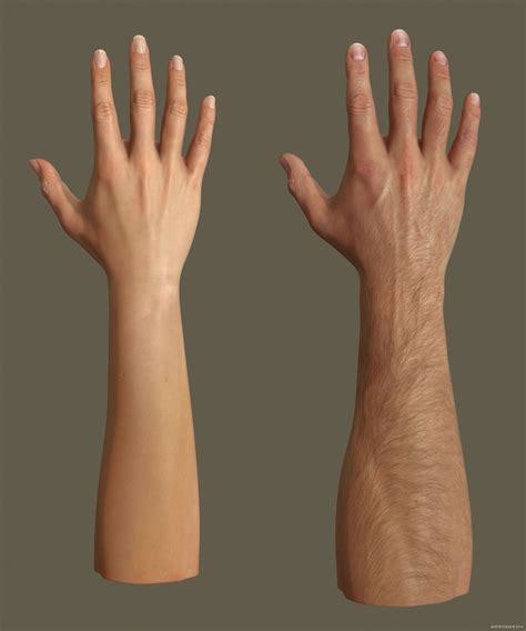 Hand Anatomy Anatomy Study Arm Anatomy