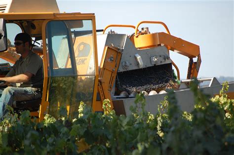 Harvesting Grapes By Machine Hafner Vineyard