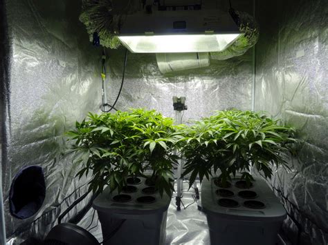 Brighton and Hove News » Police find cannabis farm in tent inside ...