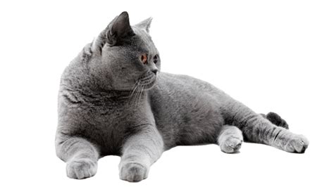 Fat British Shorthair Cat Png Image Png All Png All