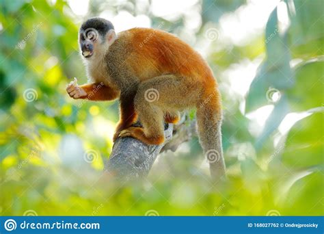 Monkey In The Tropic Forest Vegetation. Animal, Long Tail In Tropic Forest. Squirrel Monkey ...