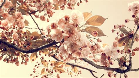 Vintage Spring Flowers Wallpaper Vintage Floral Iphone Wallpaper