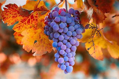 Grapes From Valley Lovely Still Life Fall Autumn Vineyards Colors