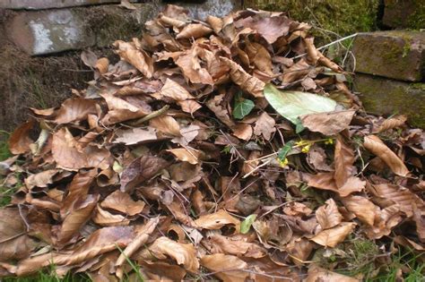 How To Make A Leaf Pile Or Leafmould Ptes