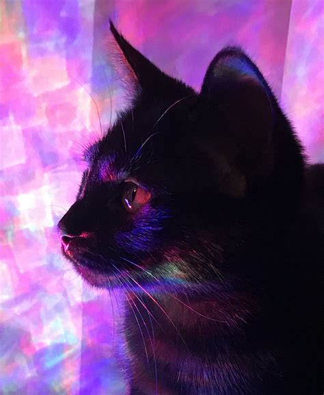 Imgur The Magic Of The Internet Internet Cats Cat Light Purple Cat