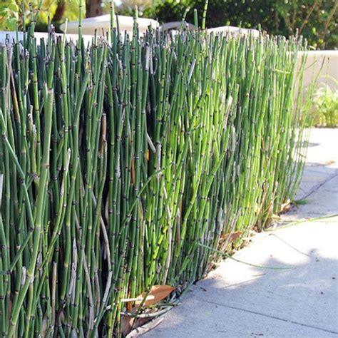 Horsetail Reed Puzzle Grass 1 Potted Plant Privacy Screen Etsy