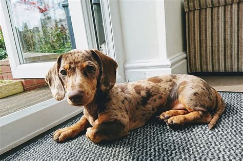 Is A Miniature Dachshund For You The Reading Residence
