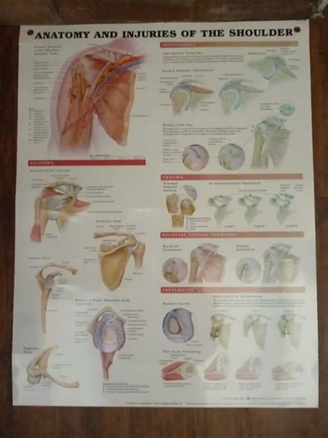 Anatomy And Injuries Of The Shoulder Anatomical Chart