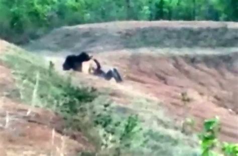 Man Mauled To Death By Bear As He Stopped To Take A Selfie With It