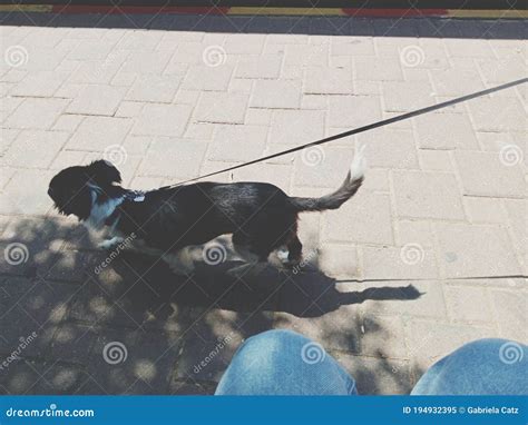 Small Dog Walking In Street Stock Image Image Of Happy Blue 194932395
