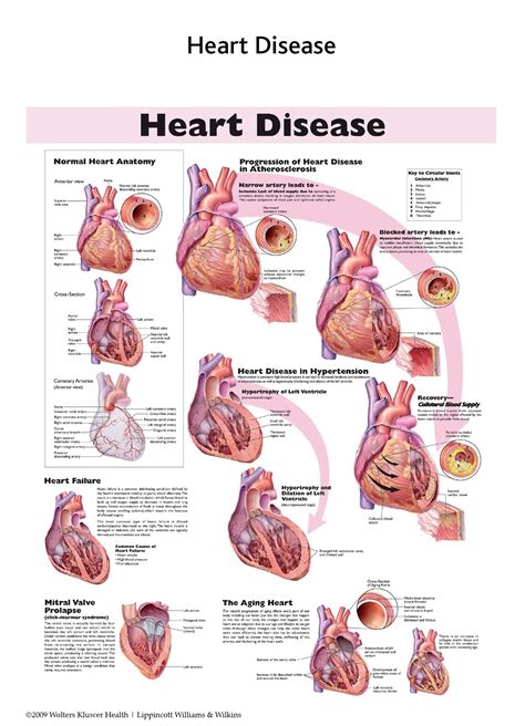 Heart Anatomy Chart Custom Heart Anatomy Chart Manufacturerexporter