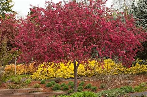 9 Beautiful Flowering Trees For Your Backyard Birds And Blooms