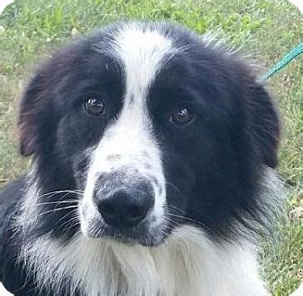 Great pyrenees border collie mix. Lexington, KY - Great Pyrenees/Border Collie Mix. Meet ...