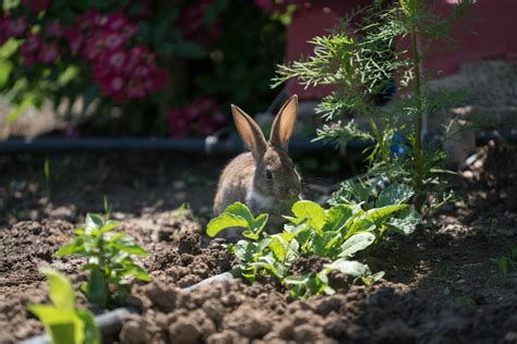 How To Repel Rabbits From Plants Food Gardening Network