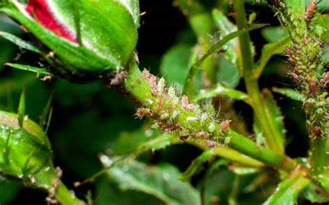 Aphid Control Options How To Identify And Get Rid Of Aphids Naturally