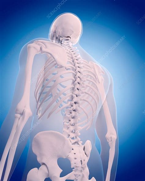 Human Back Bones Rear View Of A Human Skeleton Showing The Vertebrae