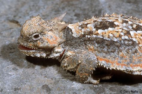 Phrynosoma Platyrhinos Calidiarum Southern Desert Horned Lizard