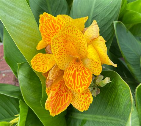 Yellow Leopard Canna Lily Award Winning Canna Picasso Etsy