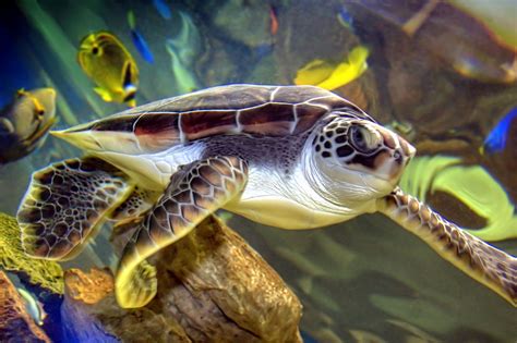 Green Sea Turtle Species Two Oceans Aquarium Cape Town