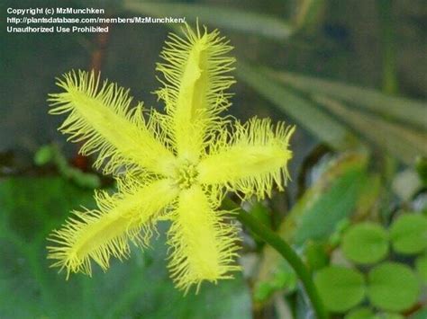 Plantfiles Pictures Yellow Water Snowflake Nymphoides Crenata 1 By