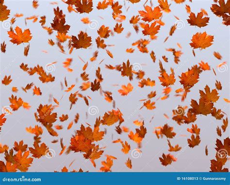 Falling Maple Leaves Stock Photos Image 16108013