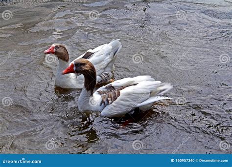 Teal Duck Swimming On Lake Stock Photo Image Of Animal Fauna 160957340